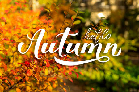 Hello Autumn calligraphy hand lettering on blurred picture with colorful leaves. Autumnal garden on a sunny day. Bright fall background.の写真素材