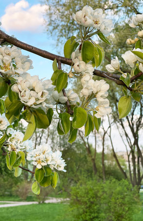 The Wonderful and Beautiful Blooming Apple Tree. Flowers Gracefully Appear During Spring Season....