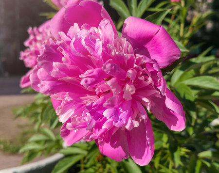 Pink peony flower in bloom. Closeup of beautiful blossomの写真素材
