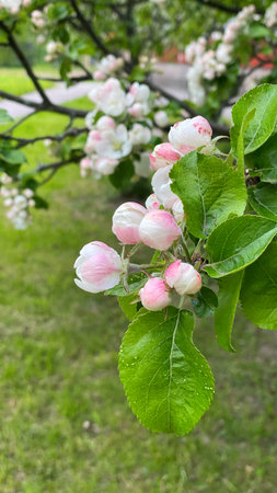 Blooming apple tree in the spring garden. White and pink blossom in bloom. Vertical photographyの写真素材