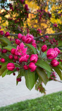 Branch with pink apple flowers. Garden of fruit trees in full bloom. Blooming apple orchard. Vertical nature photographyの写真素材
