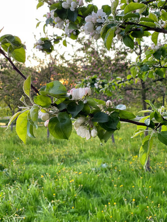 Blooming apple tree in the spring park. Branches with white buds and flowers. Vertical photographyの写真素材