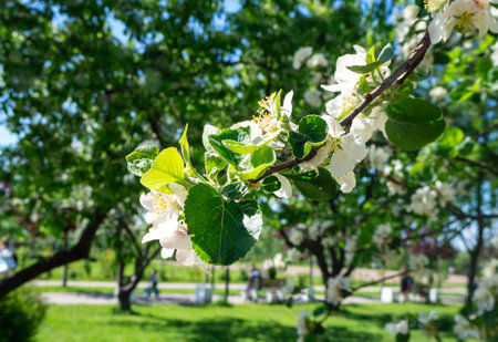 Apple tree in bloom in the spring garden. White blossom in bloom. Blooming of fruit trees in city...