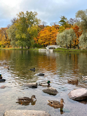 Pond surrounded by trees with golden autumn leaves. Ducks are swimming in the pond. Scenic landscape of Gathina Palace park in fall.の写真素材