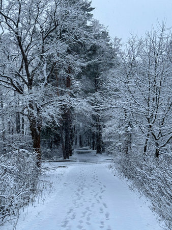 Snowy forest scene with trees covered in snow, creating a serene winter landscape. bare deciduous...