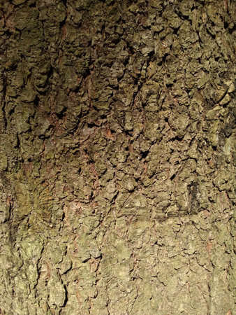 Ancient and weathered brown tree cracked bark filling the frame, coconut bark texture. Close-up view...