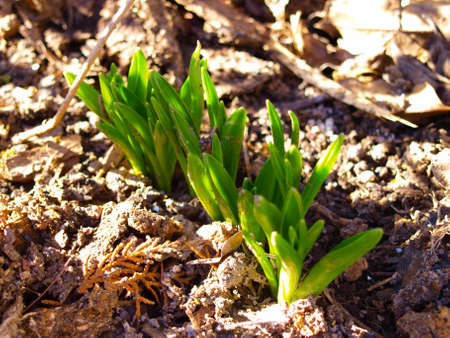 Lily of the valley sprout in January. National flower of Finland. It's Latin name is Convallaria Majalis.の写真素材