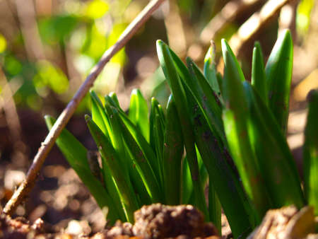 Lily of the valley sprout in January. National flower of Finland. It's Latin name is Convallaria Majalis.の写真素材