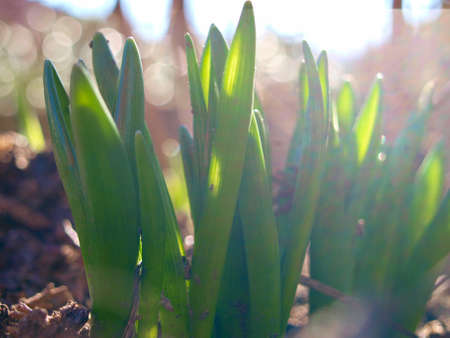 Lily of the valley sprouts in January sunshine. National flower of Finland. It's Latin name is Convallaria Majalis.の写真素材