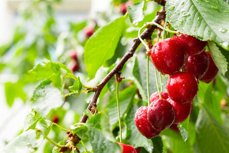 Cherries on the fruit tree branch.