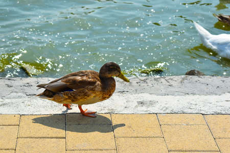 Mallard duck on the waterfront.の写真素材