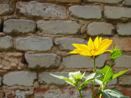 False Sunflower before the old brick wall.の写真素材