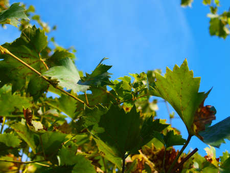 Yellowing grape leaves.の写真素材