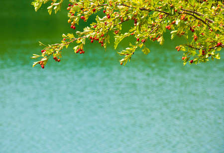 Hawthorn in late summer.の写真素材
