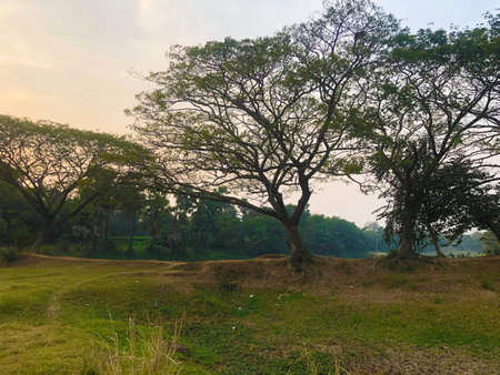 Sumner forest landscape on the sunrise
