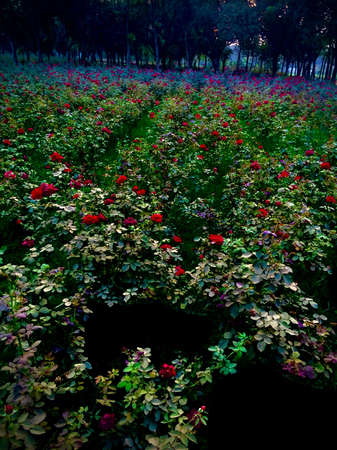 Beautiful Red Rose in the Gardenの写真素材