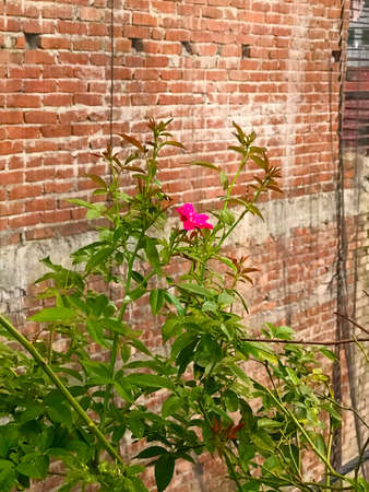 Flowered bush and brick wallの写真素材