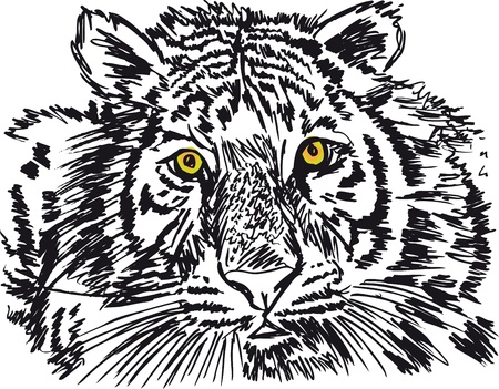 Sketch of white tiger. illustrationのイラスト素材
