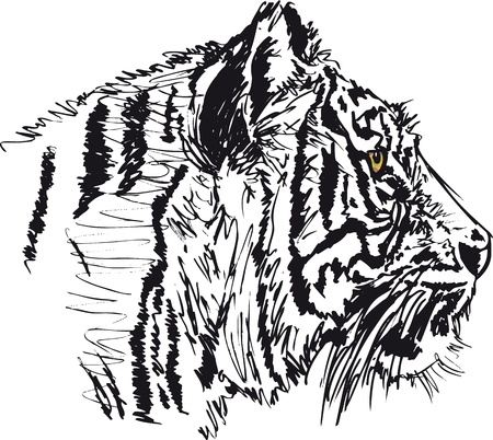 Sketch of white tiger. illustrationのイラスト素材