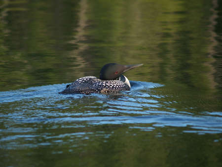 Loon on a Lakeの写真素材
