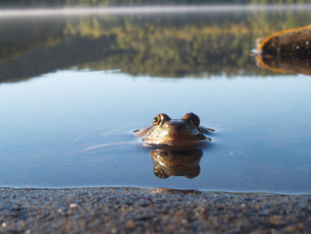 Frog in the Boundary Watersの写真素材