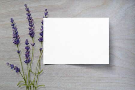 a4 size flyer mockup with beautiful purple flowersの写真素材