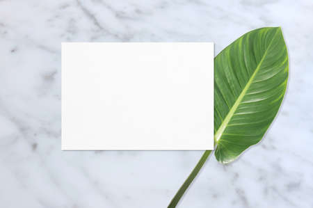 a4 size flyer blank paper mockup with big green leafの写真素材