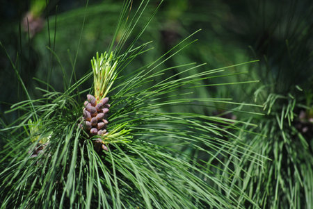 A wild pine flower in a green forest.