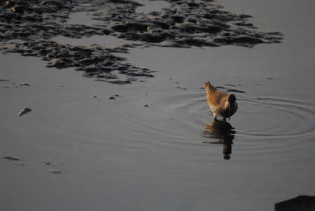 A bird searching for food on the water.の写真素材