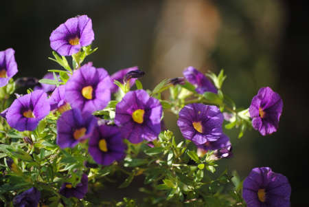 Beautiful fresh purple morning gloryの写真素材