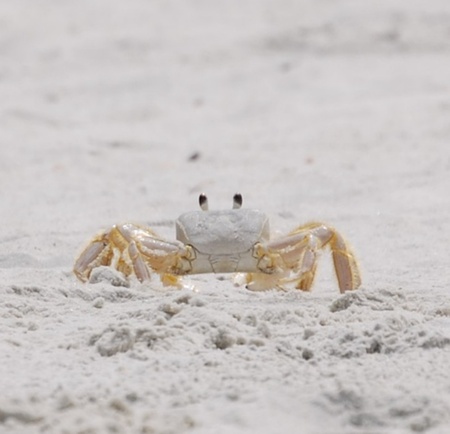 Fiddler crab posing for the camera の写真素材