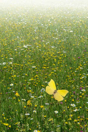 A field of flowers in its blooming height with some butterflies in harmonyの写真素材