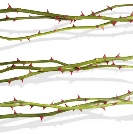 Isolated rose stems                       の写真素材