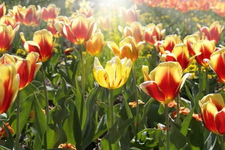 Unique colored tulip under a sun beam, standing out from the others                               の写真素材