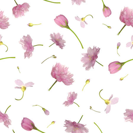 Repeatable background of pink flowers, isolated on whiteの写真素材