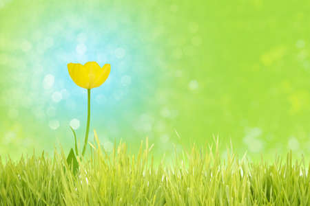 Yellow tulip on a complementary blue bokeh background, behind a grass foreground stripe, standing for cheerfulness.                               の写真素材