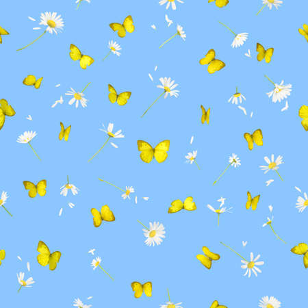 Repeatable background of 22 different daisies and yellow butterflies from 14 different angles, all studio photographed and isolated on blueの写真素材