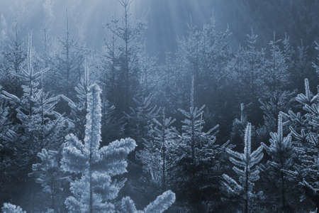 New winter fir trees in a blue tone, where the frozen edge is shining through sun rays                    の写真素材