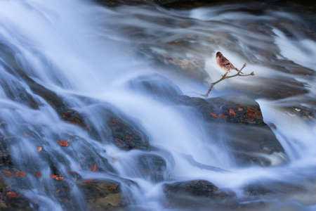 autumn river, flowing with long exposure, with leaves and a bird on a twig in redの写真素材
