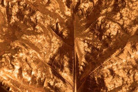 gilded christmas background closeup of a real, studio photographed leaf, in shiny goldの写真素材