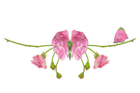 pink fantasy butterfly, with illusive wings that are made of rose buds, isolated on whiteの写真素材