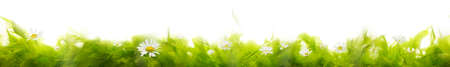 green flora border, made of green feathers in back light, and daisies between them, seamless and softly isolated into absolute whiteの写真素材