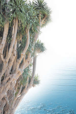 dracaena draco, the dragon tree, a seldom tropical plant, located on the canary island la palma, nearby an ocean softly isolated into whiteの写真素材