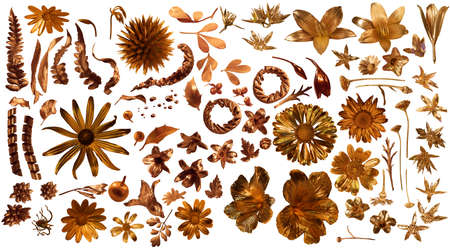 golden flora collection of 85 gilded, real flowers, studio photographed with partially liquid gold , isolated on white, comes with clipping pathsの写真素材