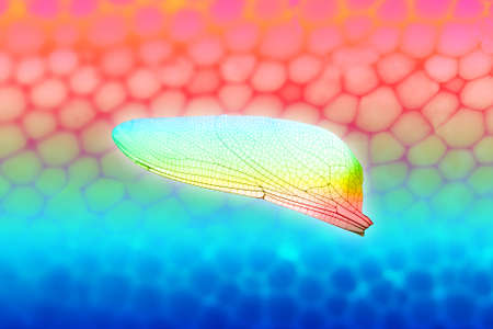 colored dragonfly wing, over a macro texture, clipping path includedの写真素材