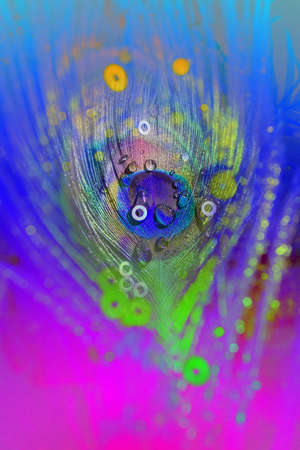 rainbow peacock feather with round glitter circle shapes on it, with blurred, gradient bokeh in the detailの写真素材