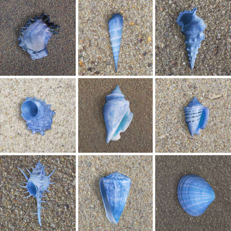 seashells collection on various sand grounds