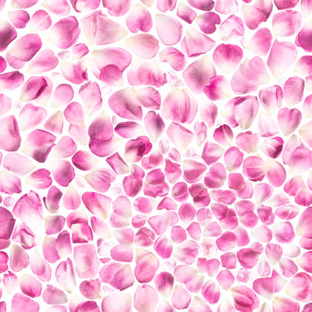 Repeatable pink rose petals pattern, studio photographed over a soft backlight, isolated on absolute whiteの写真素材