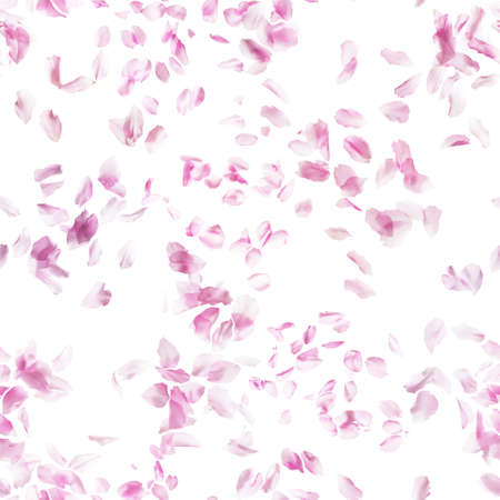 Repeatable sakura cherry blossom petals, studio photographed and isolated in backlight on absolute whiteの写真素材