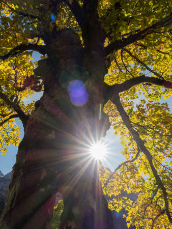 Old maple tree in autumn, overgrown with moss, and a hole in the stem, at the Ahornboden area, in Austria.の写真素材